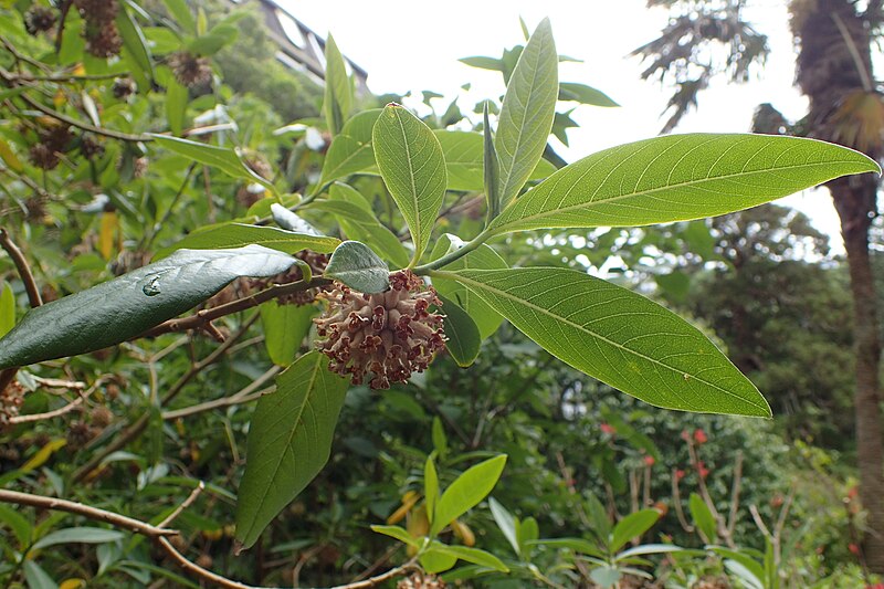 File:Edgeworthia gardneri kz03.jpg