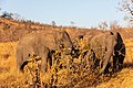 * Nomination African bush elephants (Loxodonta africana), Kruger National Park, South Africa --Poco a poco 21:45, 26 October 2018 (UTC) * Promotion  Support Good quality. --Syed07 05:34, 27 October 2018 (UTC)