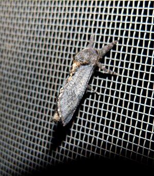 Elegant prominent Moth - Odontosia elegans? (10459758485).jpg