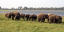 Modern elephants are highly gregarious, as shown by these Sri Lankan elephants Elephants by the water (7568684536).jpg