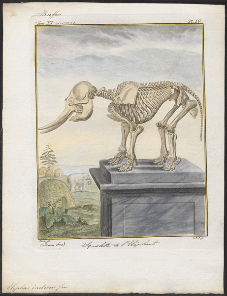 File:Elephas indicus - skelet - 1700-1880 - Print - Iconographia Zoologica - Special Collections University of Amsterdam - UBA01 IZ22000027.tif