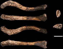 Homo Naledi: Ontdekking, Naamgeving, Datering