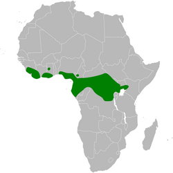 Elminia nigromitrata distribution map.png