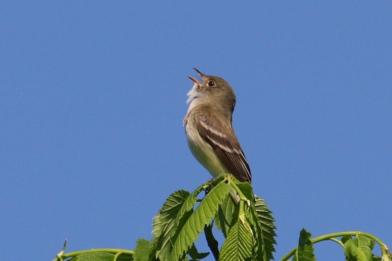 File:Empidonax alnorum MN2.jpg