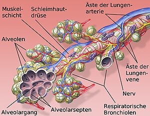 Lunge: Sprachliches, Die Lunge der Säugetiere, Vogellunge