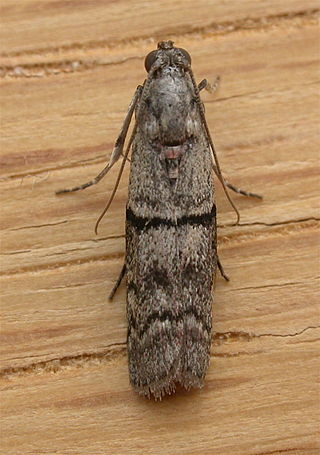 <span class="mw-page-title-main">Phycitini</span> Tribe of moths