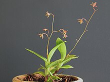 Epidendrum kompressumi 6.jpg