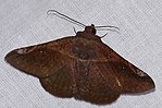 Thumbnail for File:Erebid Moth (Ophisma minna) (26955017379).jpg