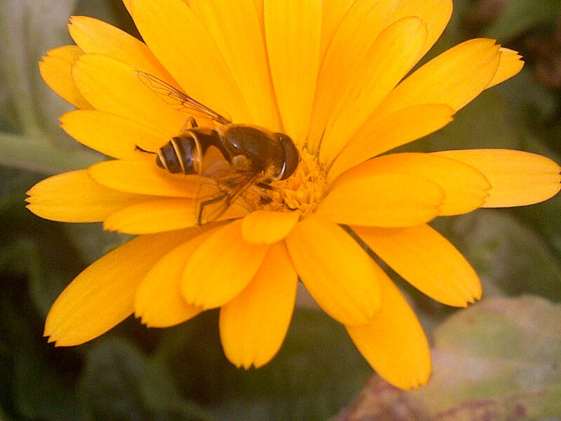 File:Eristalis tenax - London 3.jpg