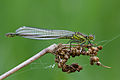 immature female