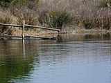 Català: El Remolar-Filipines o Pas de les Vaques (Baix Llobregat) (El Prat de Llobregat, Sant Boi de Llobregat, Viladecans). Desembocadures històriques de rius i rieres. This is a a photo of a wetland in Catalonia, Spain, with id: IZHC-08001104 Object location 41° 17′ 02.4″ N, 2° 03′ 54″ E  View all coordinates using: OpenStreetMap