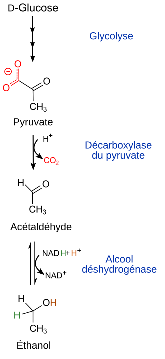 Chemical structures showing ethanol fermentation Ethanol fermentation fr.svg