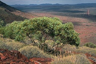 <i>Eucalyptus ewartiana</i> Species of eucalyptus