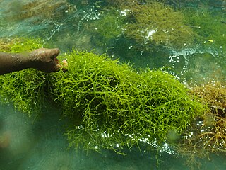 <span class="mw-page-title-main">Solieriaceae</span> Family of algae