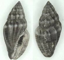 Eucithara columbelloides 001.jpg