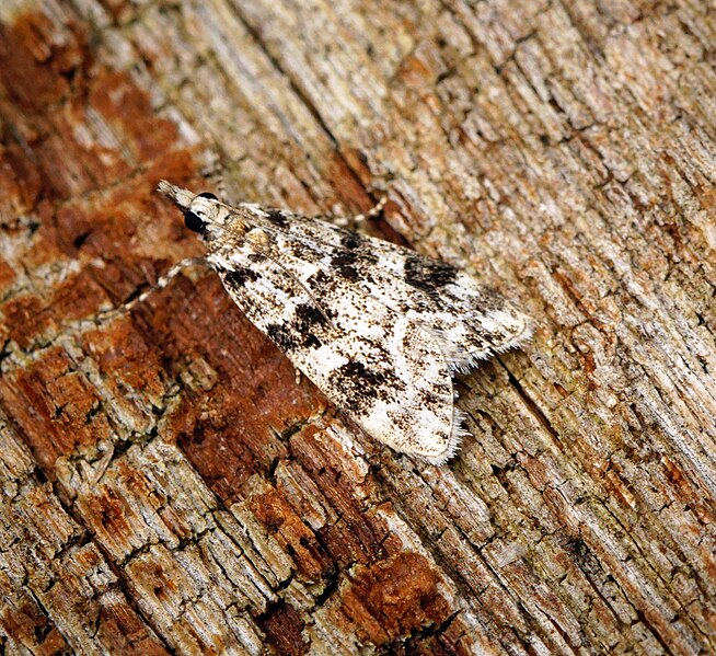 File:Eudonia delunella (28748348201).jpg