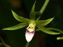 Eulophia euglossa Orchi 106.jpg 