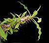 Euphorbia capuronii ies.jpg