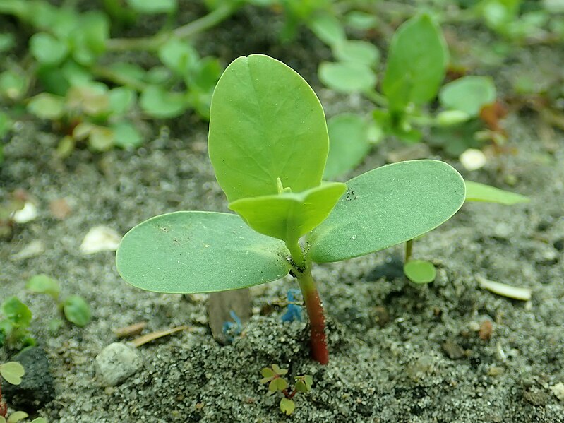 File:Euphorbia marginata 2019-05-26 3764.jpg