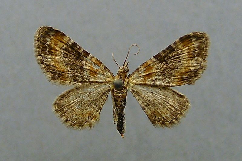 File:Eupithecia pulchellata.jpg