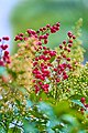 European Cranberrybush (Viburnum opulus).