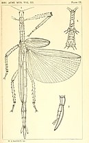 Drawing of a male Eurycnema goliath from the Australian Museum in 1900 by English entomologist William Joseph Rainbow. Eurycnema goliath rainbow.jpg