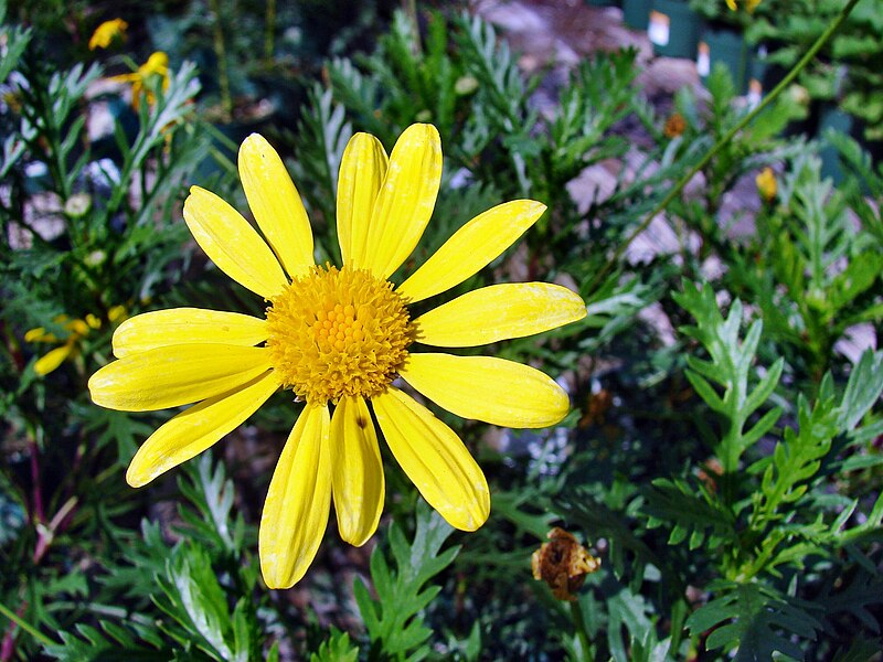 File:Euryops pectinatus03.jpg