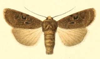 <i>Chersotis andereggii</i> Species of moth