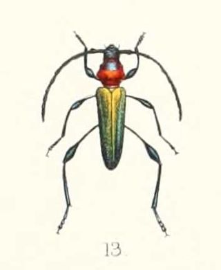 <i>Eximia</i> Genus of beetle