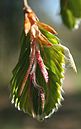 Fagus sylvatica blad P.jpg