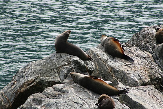 Seals (Arctocephalus forsteri) in Milford Sound