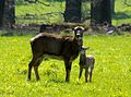 Mufflon-Weibchen mit Jungtier