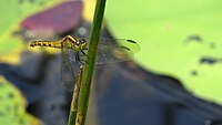 Female Black-faced Percher face (16009434642).jpg