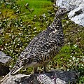 * Nomination Female spruce grouse, Kootenay National Park, British Columbia, Canada. --The Cosmonaut 01:44, 6 April 2024 (UTC) * Promotion  Support Good quality. --Bgag 02:56, 6 April 2024 (UTC)