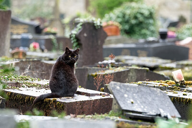 File:Feral cat Cimetiere parisien Ivry 20240226 n1.jpg