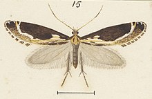 Fig 15 MA I437898 TePapa Plate-XXXVII-The-butterflies full (cropped).jpg