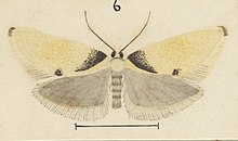 Borkhausenia plagiatella, now known as Tingena crotala pale variety of male as illustrated by George Hudson. Fig 6 MA I437912 TePapa Plate-LI-The-butterflies full (cropped).jpg