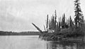 Fish camp on river bank at the mouth of the Middle Fork Big River, Alaska, September 1914 (AL+CA 3878).jpg