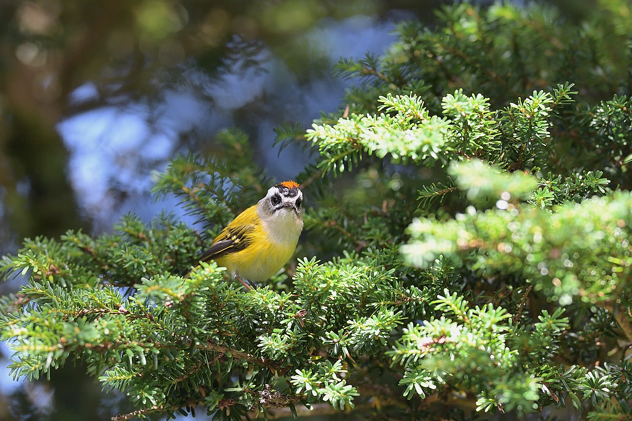 Огненный гребень. Flamecrest птица. Regulus goodfellowi.