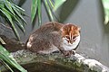 Deutsch: Altkatzen Prionailurus (cat.)