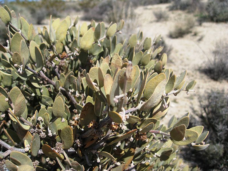 File:Flickr - brewbooks - Simmondsia chinensis (Jojoba).jpg