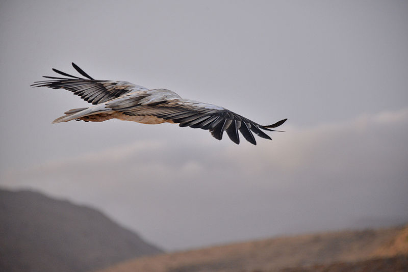 File:Flight, Socotra Island (10018624816).jpg