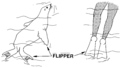 Flipper (PSF).png