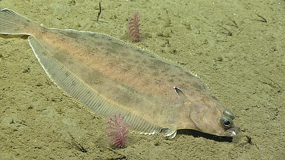 An adult flounder with both eyes migrated to its right, upward-facing side