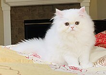Modern white haired Persian cat Fluffy White Persian Cat.jpg
