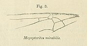 Miniatura per Formicium