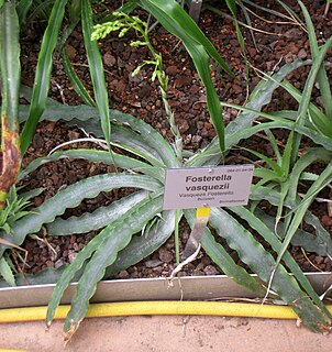 <i>Fosterella vasquezii</i> Species of flowering plant