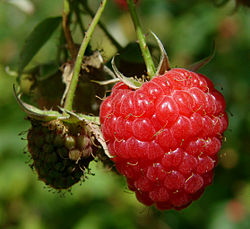 Framboise Margy 3. jpg