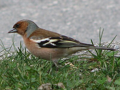 Slika:Fringilla coelebs male IMG 8369.jpg