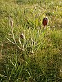 Fritillaria pyrenaica group